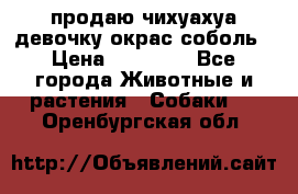 продаю чихуахуа девочку,окрас соболь › Цена ­ 25 000 - Все города Животные и растения » Собаки   . Оренбургская обл.